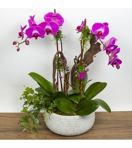 Fuchsia Orchid Combo