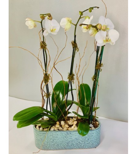 White Orchids in Blue Ceramic