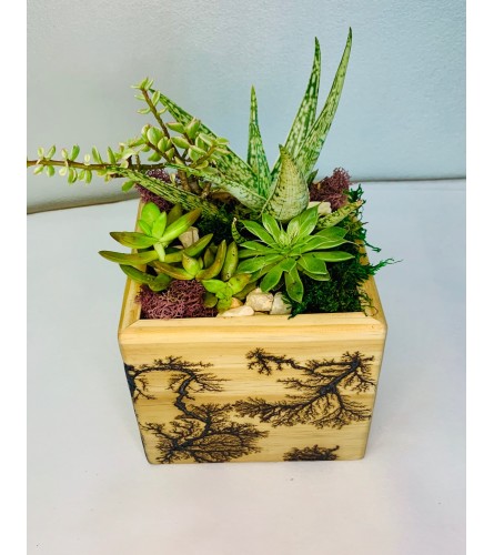 Succulent Garden in Handcrafted Lichtenberg Box