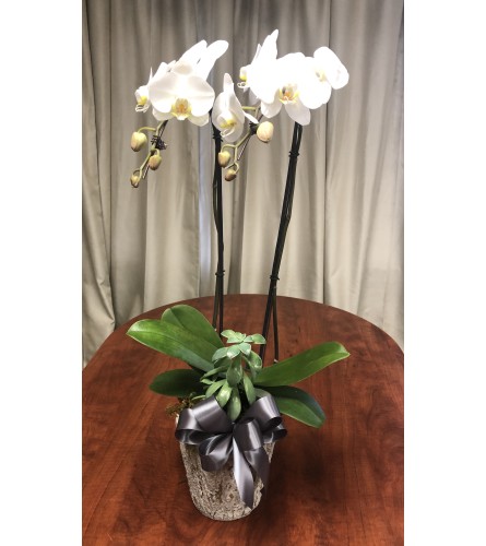 Large Orchid in Planter