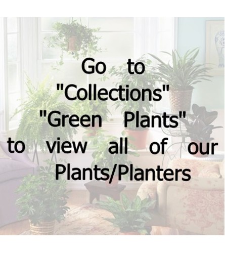 Green Plants/Planters
