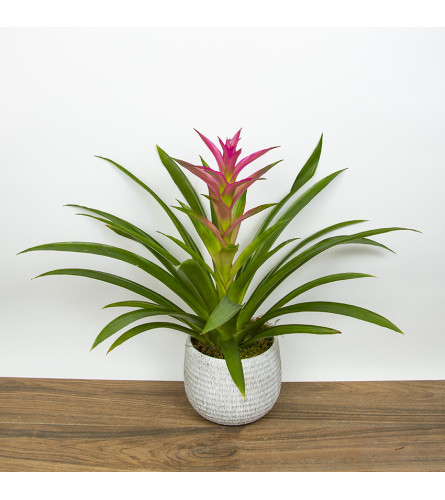 Single Bromeliad