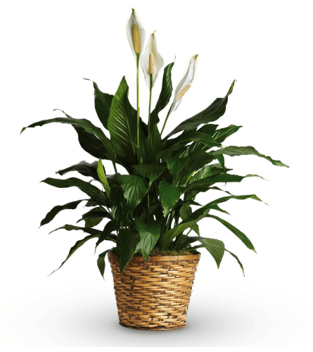 Simply Elegant Peace Lily Medium
