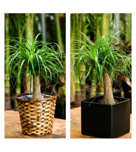 Pony Tail Palm-6 " Pot