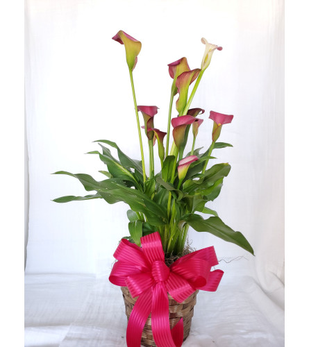 Pink Calla Lily