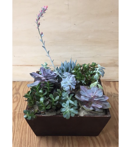 A Little Garden of Succulent