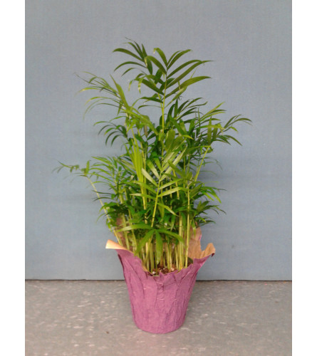 4" Bella Palm