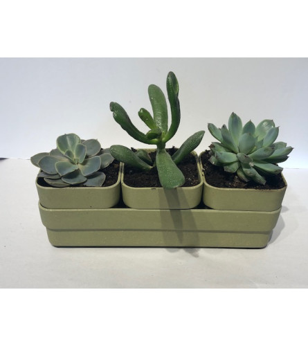 Sunny Succulent Planter
