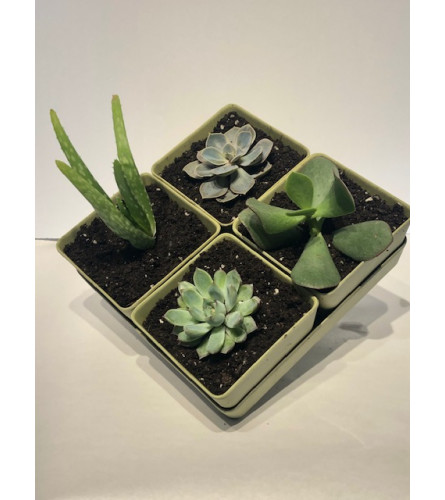 Sunny Succulent Planter