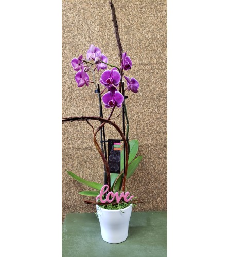 Love Orchid Planter