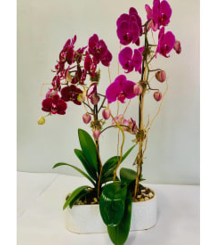 Purple Orchids in White Circular Ceramic