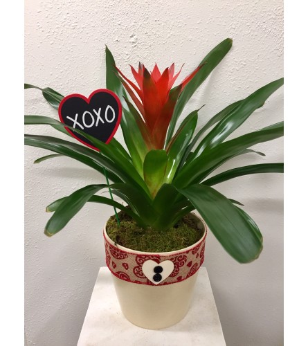 Blooming Beauty Bromeliad
