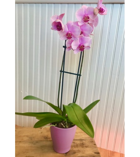 Beautiful Phalaenopsis Orchid - White