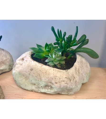 Rock Succulent Garden