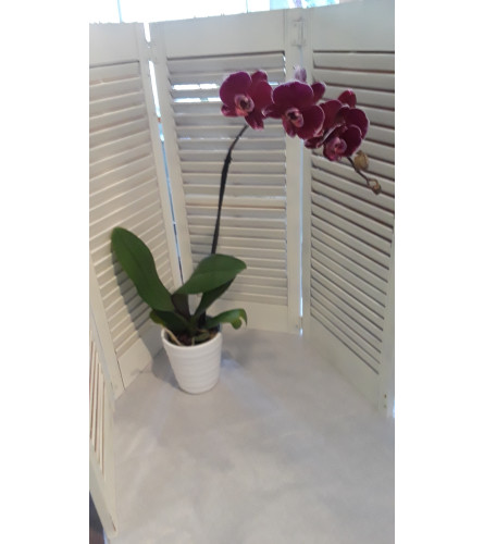 Purple Orchid Plant BF