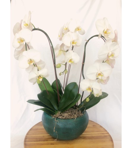 Fall in Love with Orchids