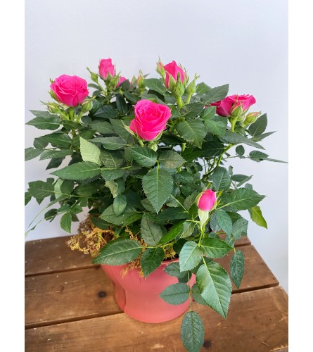 Romantic Rose Bush in Ceramic