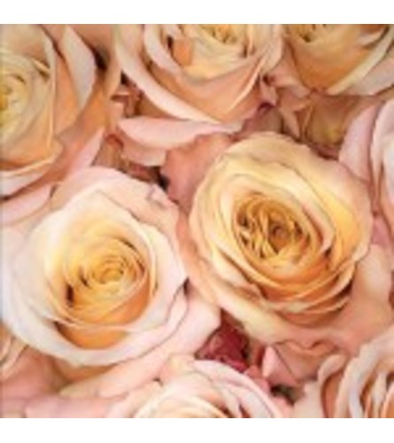 Dozen Pale Peach Roses Designed