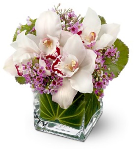 Orchids' kiss