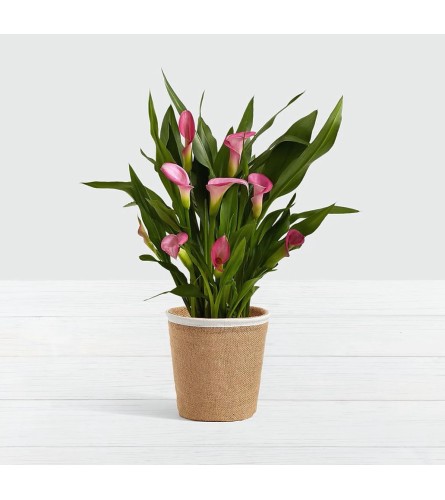 Potted Calla Lily Plant