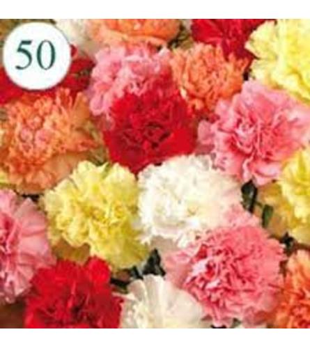 50 to 100 Assorted Carnation