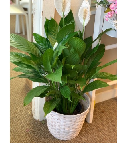 8 Inch Peace Lily