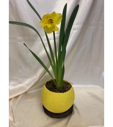 Yellow Daffodil in a Egg Shell container
