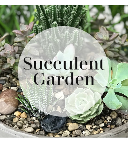 Cactus/Succulent