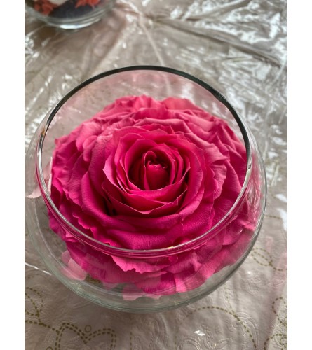 Preservative Rose Pink