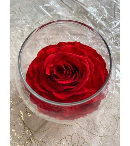 Preservative Rose Red