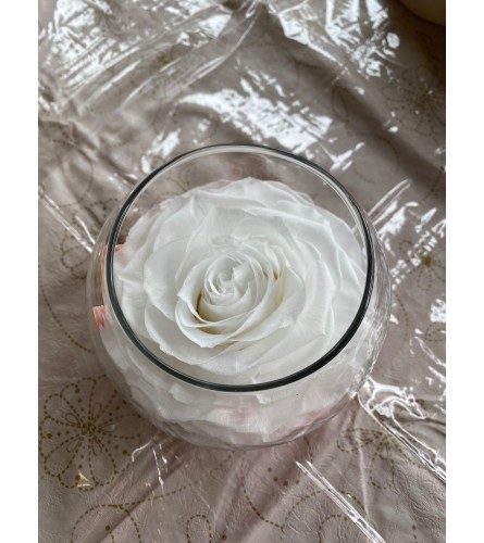 Preservative Rose White