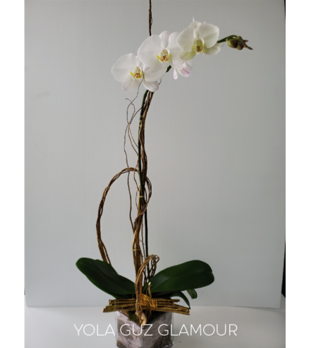 White Orchid Plant Glamour