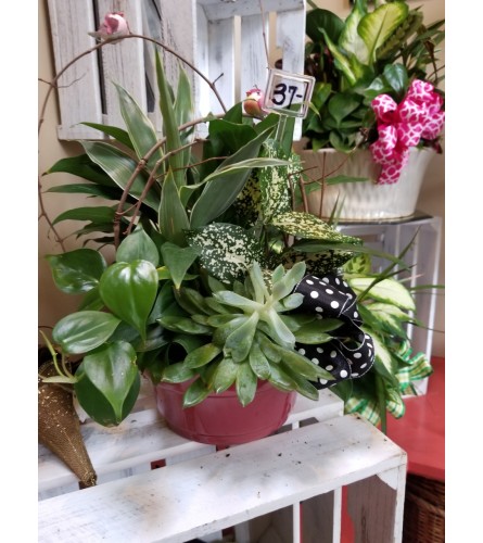 Dish Garden #3