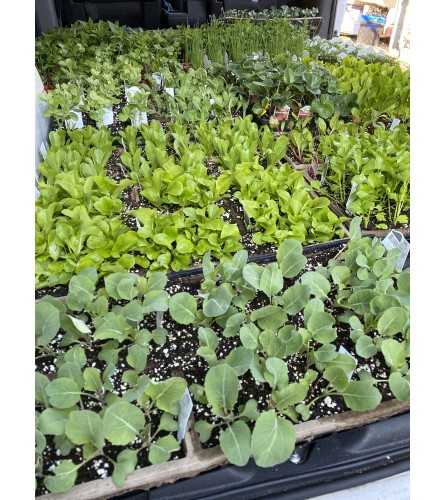 6 Packs of Vegetables - Veggie Pack Flat