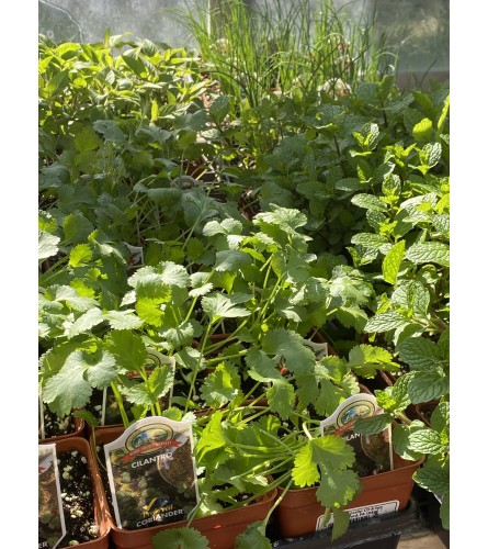 5 pots of Herbs - 4in Pots Herb