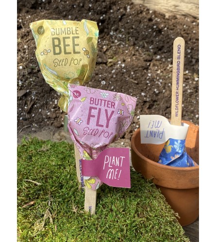 Seed Pop Kit with pots of Soil