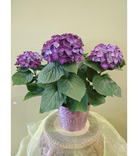 6" Purple Hydrangea in Pot