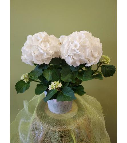 6" White Hydrangea in Pot