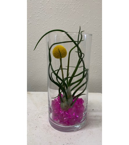 Tillandsia in Vase