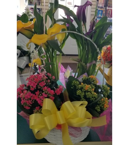 Mixed Flowering Plant Basket