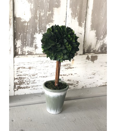Preserved Laurel Topiary