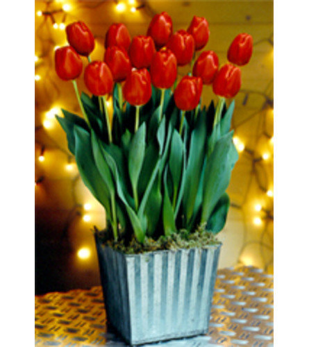 thoughtfulTULIPS IN POTS