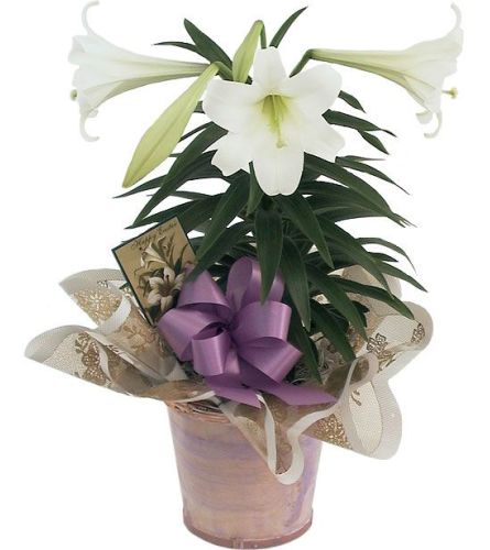 EASTER LILLY IN POT