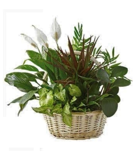 Peace Lily Planter