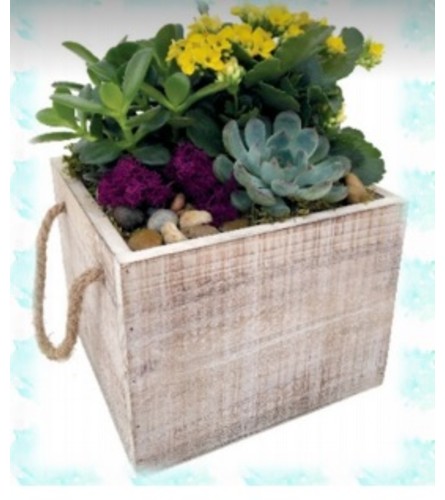 Lambert Dish Garden Planter