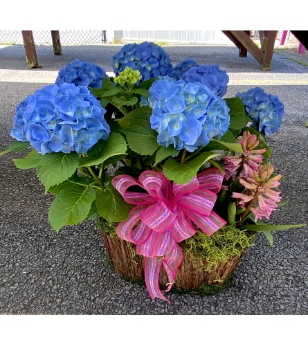 Lovely Hydrangea Planter