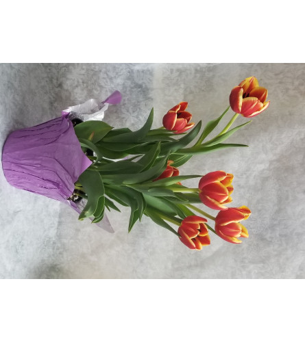 6" Tulip Plant