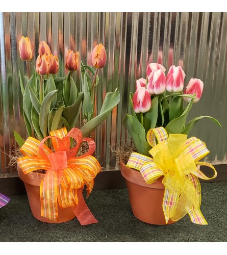 Potted Tulip - Standard. An arrangement by Thompson's Full Bloom.