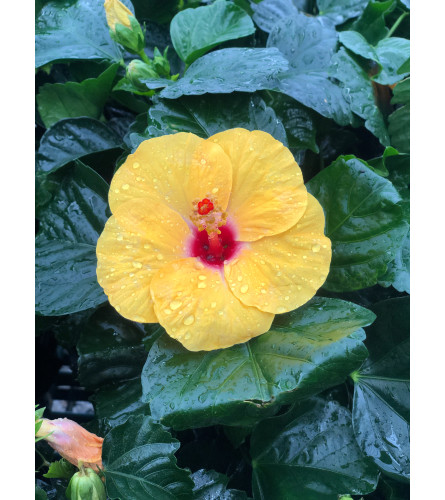 Yellow Hibiscus