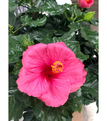 Cayman Wind Hibiscus